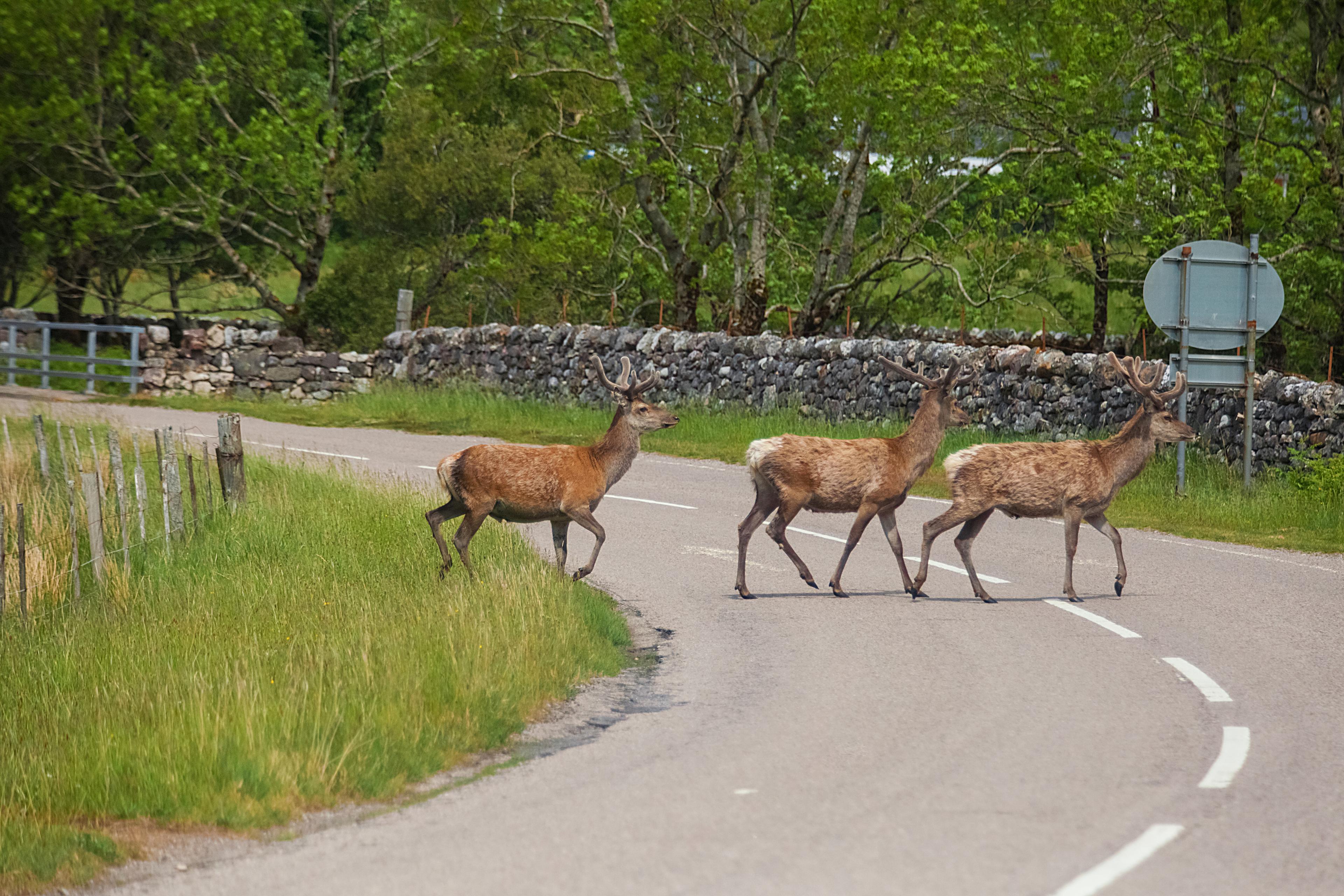 Deer on the road